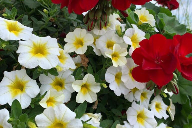 Million Bells u. Pelargonie